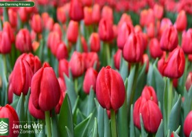 Tulipa Charming Princess ® (2)